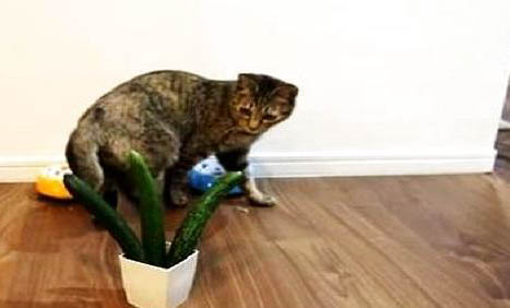 2個月的貓咪飼養攻略