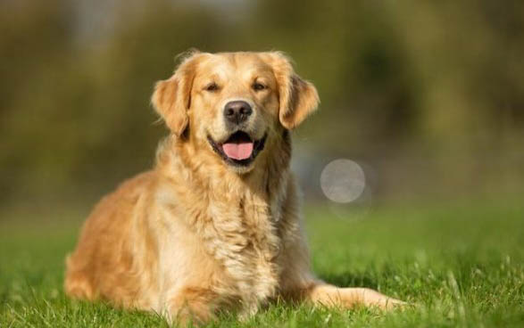小狗得犬瘟細小的癥狀