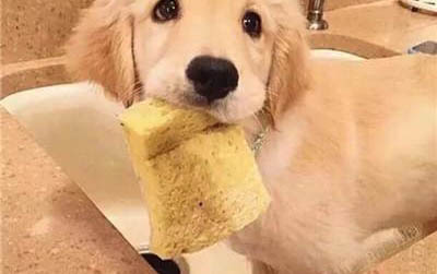 教育金毛成為一只優秀的犬