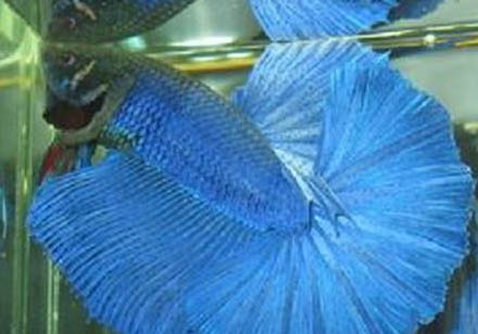 斗魚可以和其他魚一起養嗎