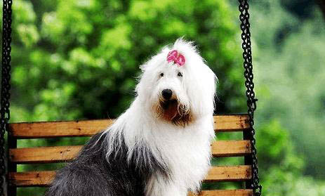 比利時牧羊犬便秘家常方法