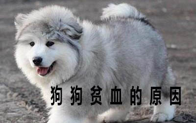 小狗腦炎癥狀有哪些表現？