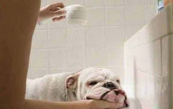 狗狗皮膚黑色結痂