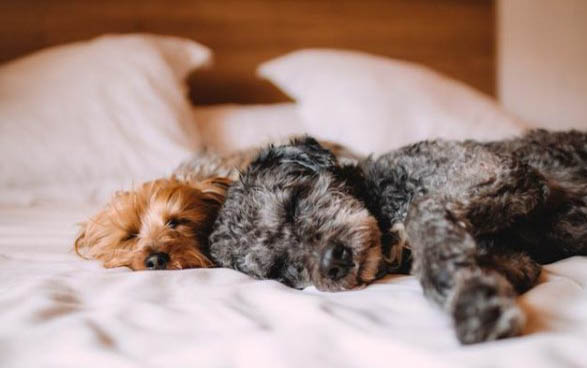幼犬可以吃成犬狗糧嗎為什么不能吃