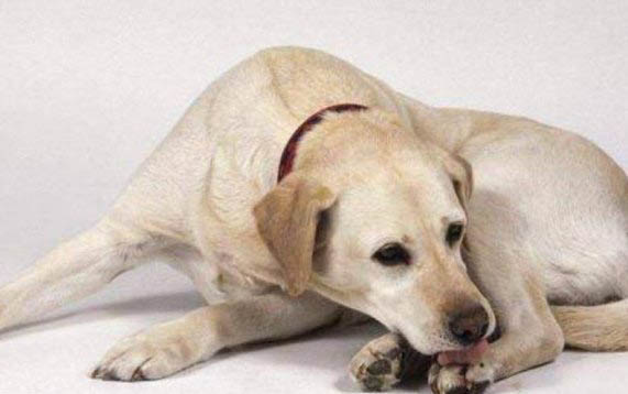 狗狗可以吃QQ糖嗎