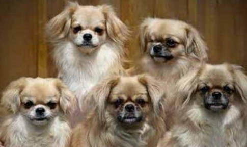 愛爾蘭水獵犬喜歡什么
