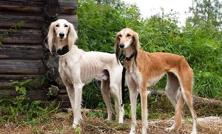 西藏獵犬突然不愛吃東西的原因是什么