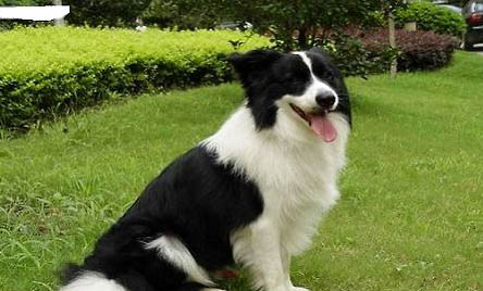 冰島牧羊犬一般能活多久