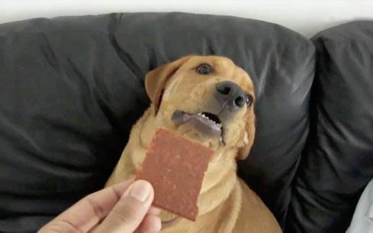狗狗第一次來月經多少天