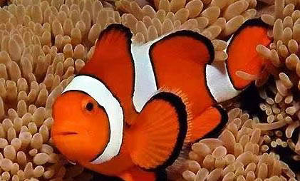 純凈水可以養(yǎng)魚嗎