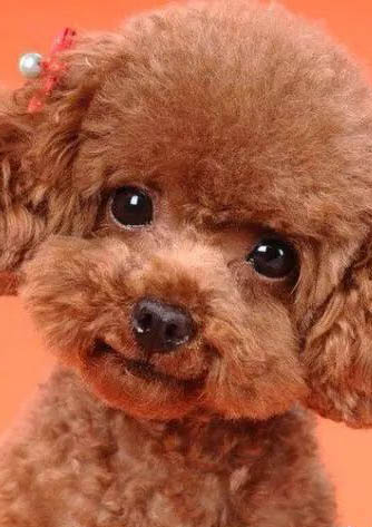 貴賓犬修剪造型方法與詳細(xì)步驟