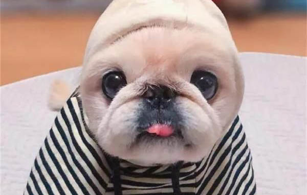 狗狗益生菌哪個牌子好