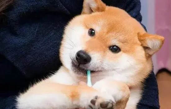 狗狗吃撐了揉肚子有用嗎
