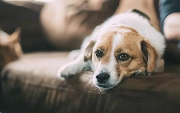 怎么教狗狗在尿墊上大小便