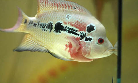 冬天鰱魚如何釣