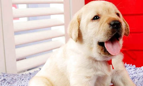 拉布拉多和德牧雜交幼犬好嗎