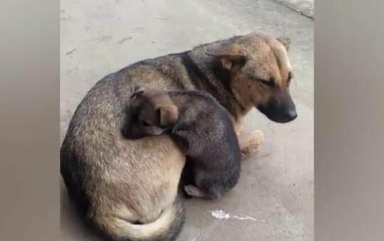 狗狗全身掉毛還有皮屑是怎么回事