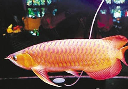 龍魚跟什么魚混養