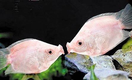 自來水怎么處理才能養魚
