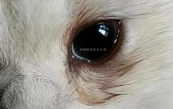 小貓咪幾天睜眼睛