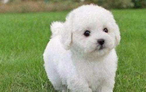 犬細小病毒小狗狗可以活多久