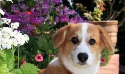 狗狗懷孕癥狀