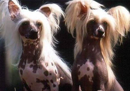 中國冠毛犬的性格