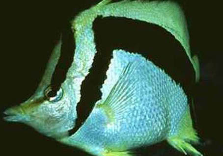 繡蝴蝶魚(yú)的喂食要點(diǎn)