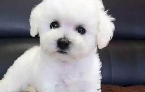 狗狗的耳朵什么時候立起來