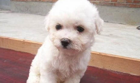 比熊犬毛發怎么打理?