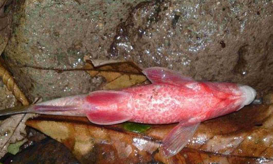 魚缸水變綠是什么原因