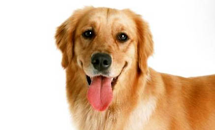 狗狗打完狂犬疫苗多久能出門?