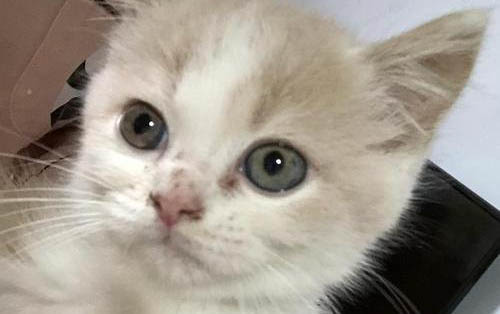 小貓吃撐了會怎么樣啊