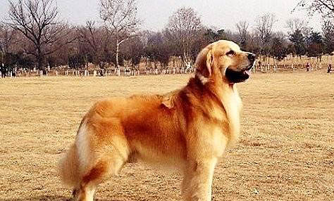 金毛幼犬可以吹空調嗎