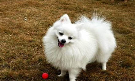 博美犬和泰迪哪個好