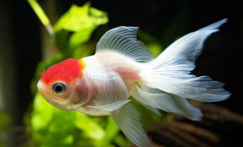 生完小金魚的魚身上有白色的斑點是什么原因