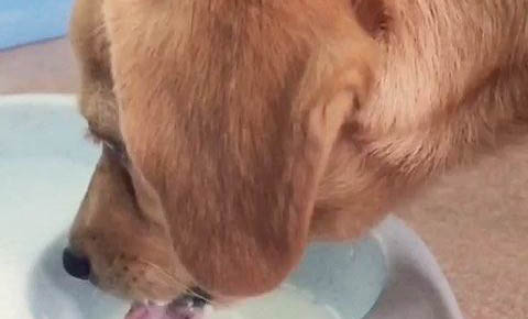 狗狗細(xì)小病毒治好幾率有多大