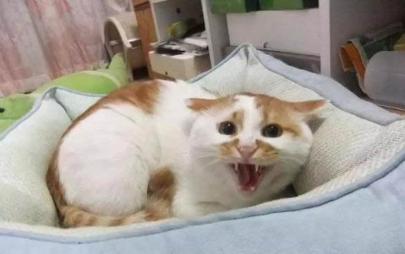 小貓可以用濕毛巾擦嗎