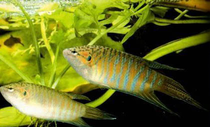半月斗魚能和其他魚混養嗎