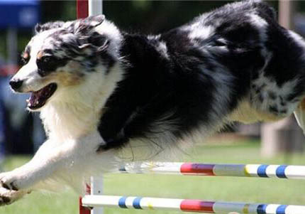 澳大利亞牧羊犬老掉毛的原因及處理方法