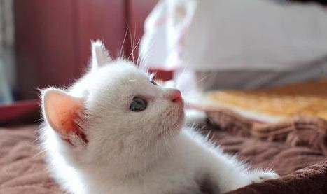 貓咪突然猝死的原因及處理方法
