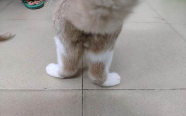 小貓腸胃炎可以吃什么藥腸胃炎有什么癥狀