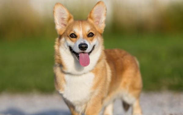 狗狗能不能吃菠蘿
