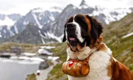 大型寵物犬有哪些品種