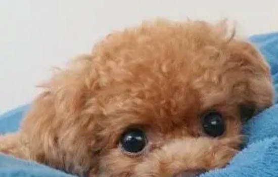 泰迪狗口臭嚴重怎么辦吃什么藥