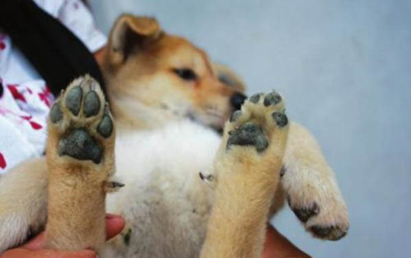 狗狗走路一瘸一拐,原因何在?