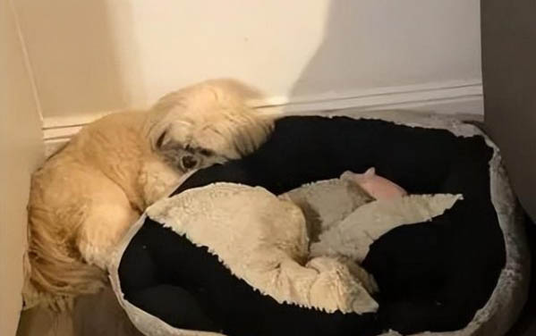 為什么有的狗狗喜歡吃屎