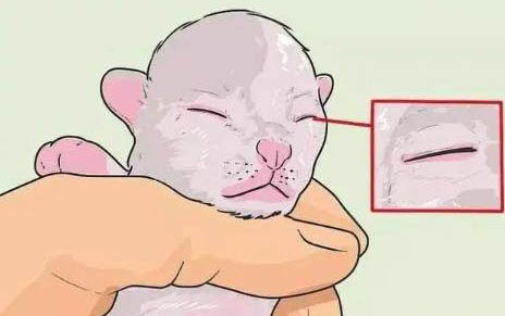 小貓多久能離開母貓