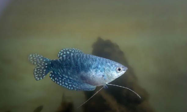 藍曼龍魚會吃小魚嗎