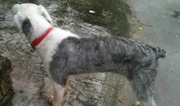 英國(guó)古代牧羊犬老掉毛是什么原因